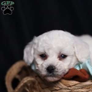 Jasper, Bichon Frise Puppy